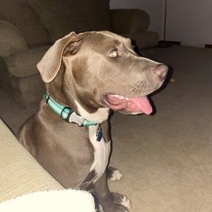 Meet your Posher, Dominick